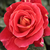 Rouge - Rosiers floribunda - Alcazar
